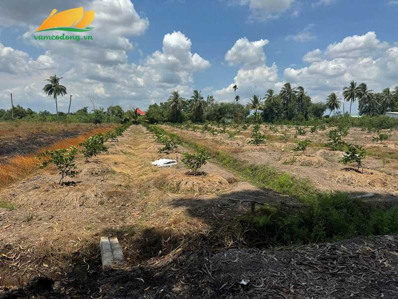 27.383.01 1000m2 đất vườn cách Kênh Bà Kiểng 500m